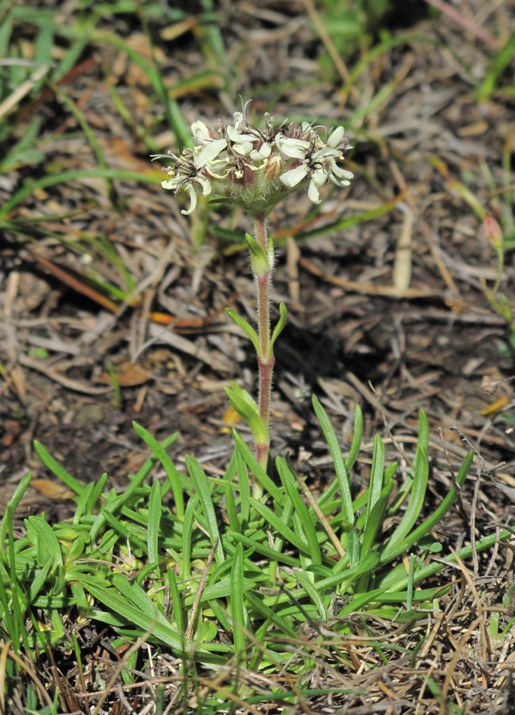 Saponaria lutea